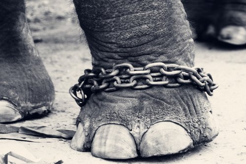 Leg of a chained elephant