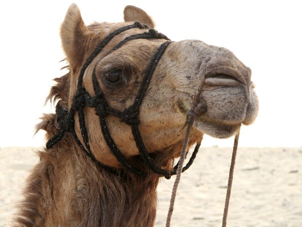 camel