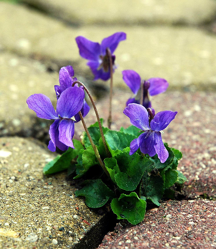 flower-erupts-through-concrete