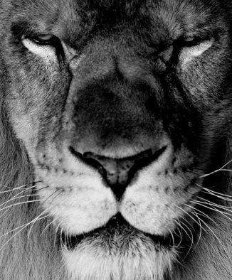 lion-closeup