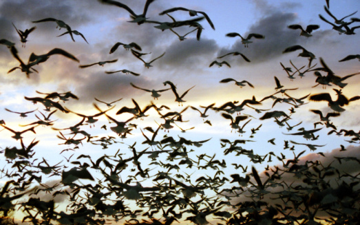 waves and waves of birds