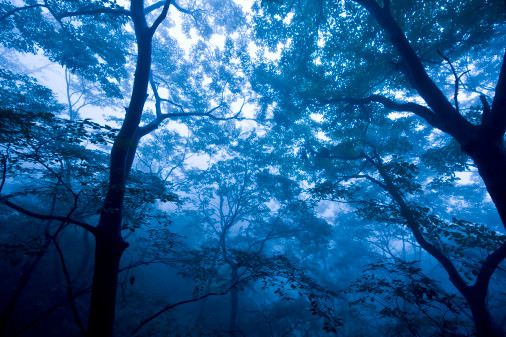 trees sway in the sunlight